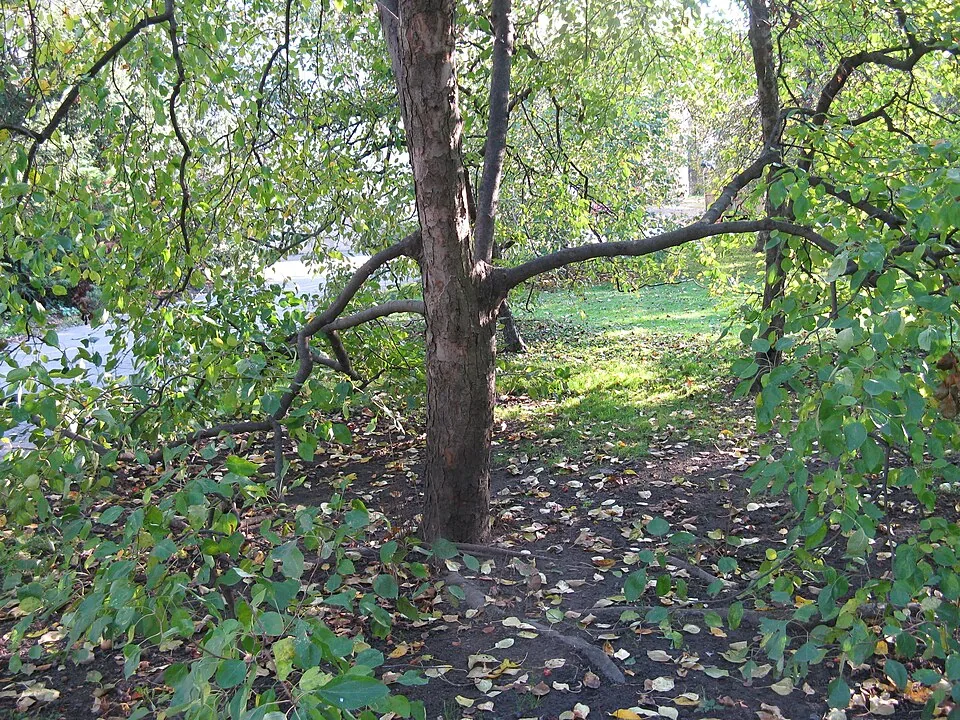 Vojanovy sady